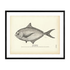 Pomfret Art Print - Muir Way - Fisheries