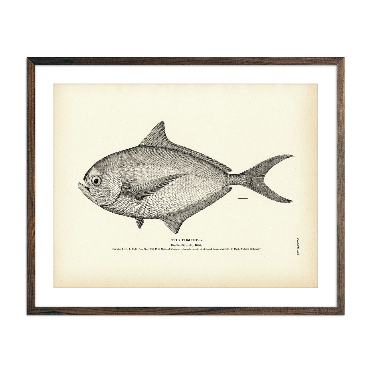 Pomfret Art Print - Muir Way - Fisheries