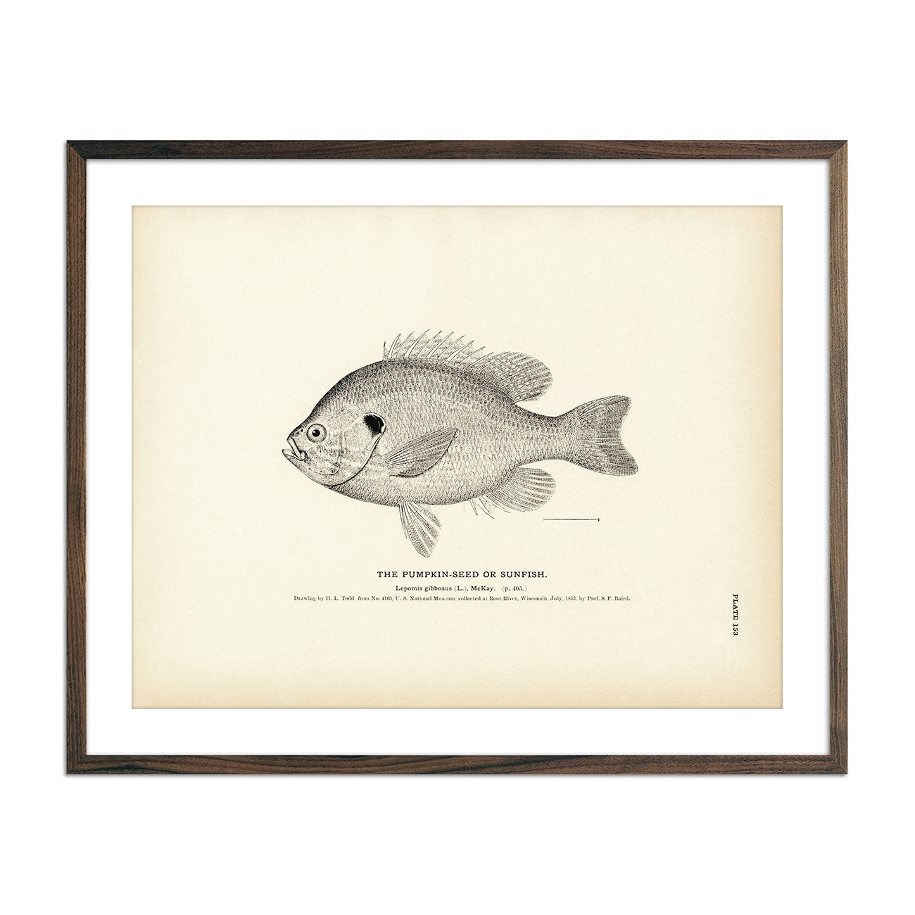 Pumpkin - Seed (Sunfish) Art Print - Muir Way - Fisheries