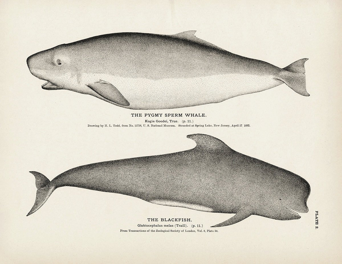Pygmy Sperm Whale and Blackfish Art Print - Muir Way - Fisheries