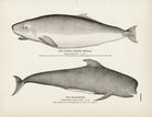Pygmy Sperm Whale and Blackfish Art Print - Muir Way - Fisheries