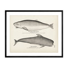 Pygmy Sperm Whale and Blackfish Art Print - Muir Way - Fisheries