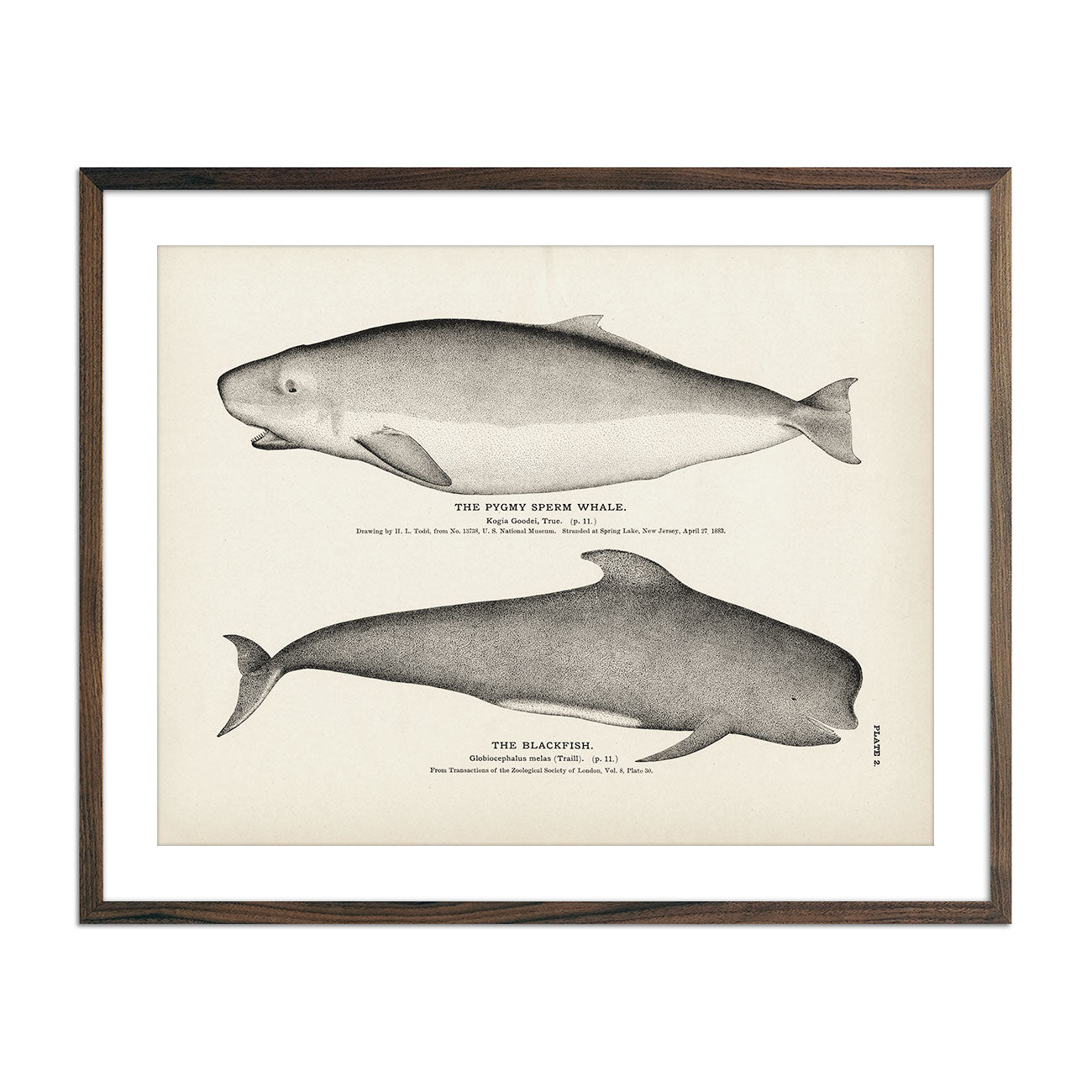 Pygmy Sperm Whale and Blackfish Art Print - Muir Way - Fisheries