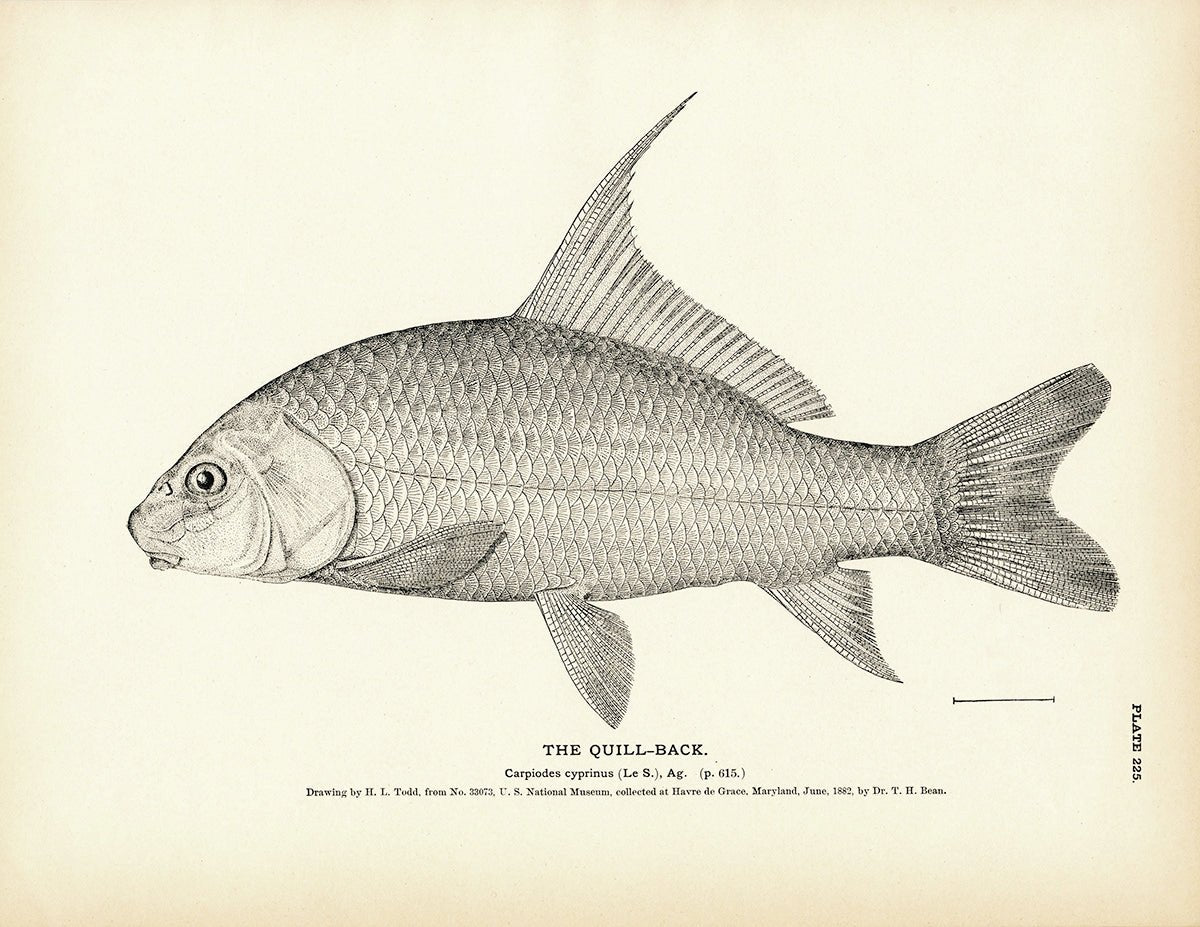 Quill - Back Art Print - Muir Way - Fisheries