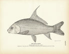 Quill - Back Art Print - Muir Way - Fisheries
