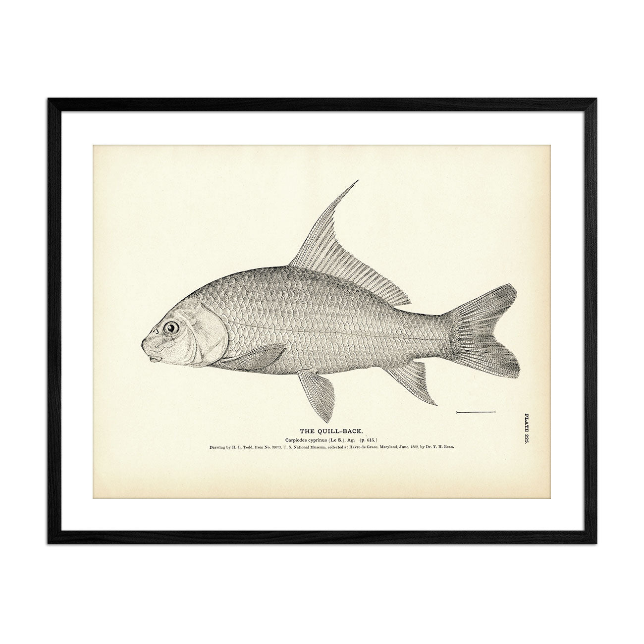 Quill - Back Art Print - Muir Way - Fisheries