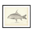Quill - Back Art Print - Muir Way - Fisheries