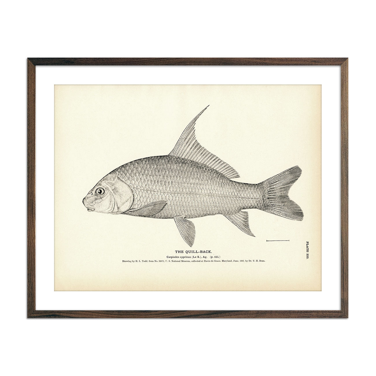 Quill - Back Art Print - Muir Way - Fisheries