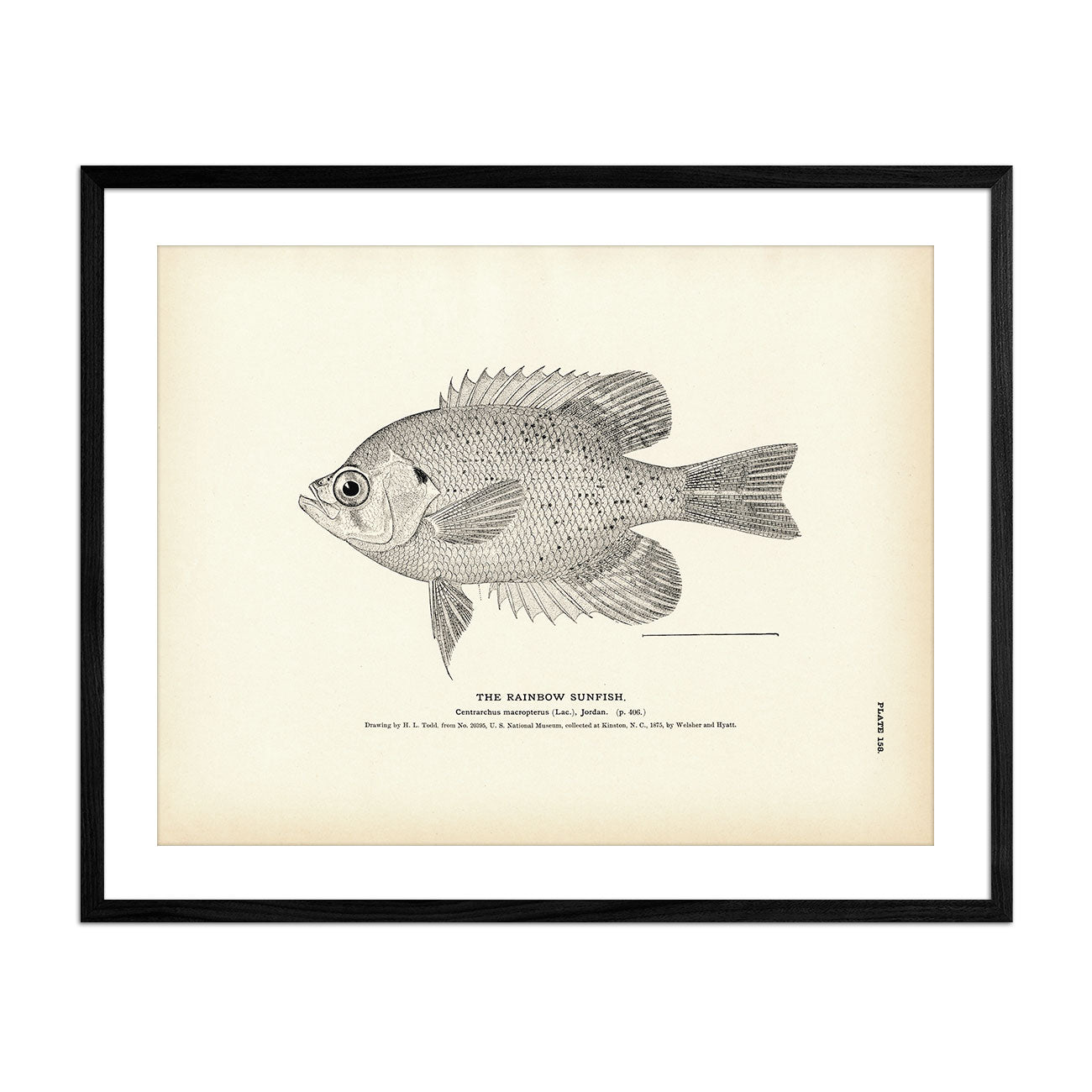 Rainbow Sunfish Art Print - Muir Way - Fisheries