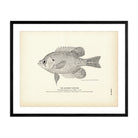 Rainbow Sunfish Art Print - Muir Way - Fisheries