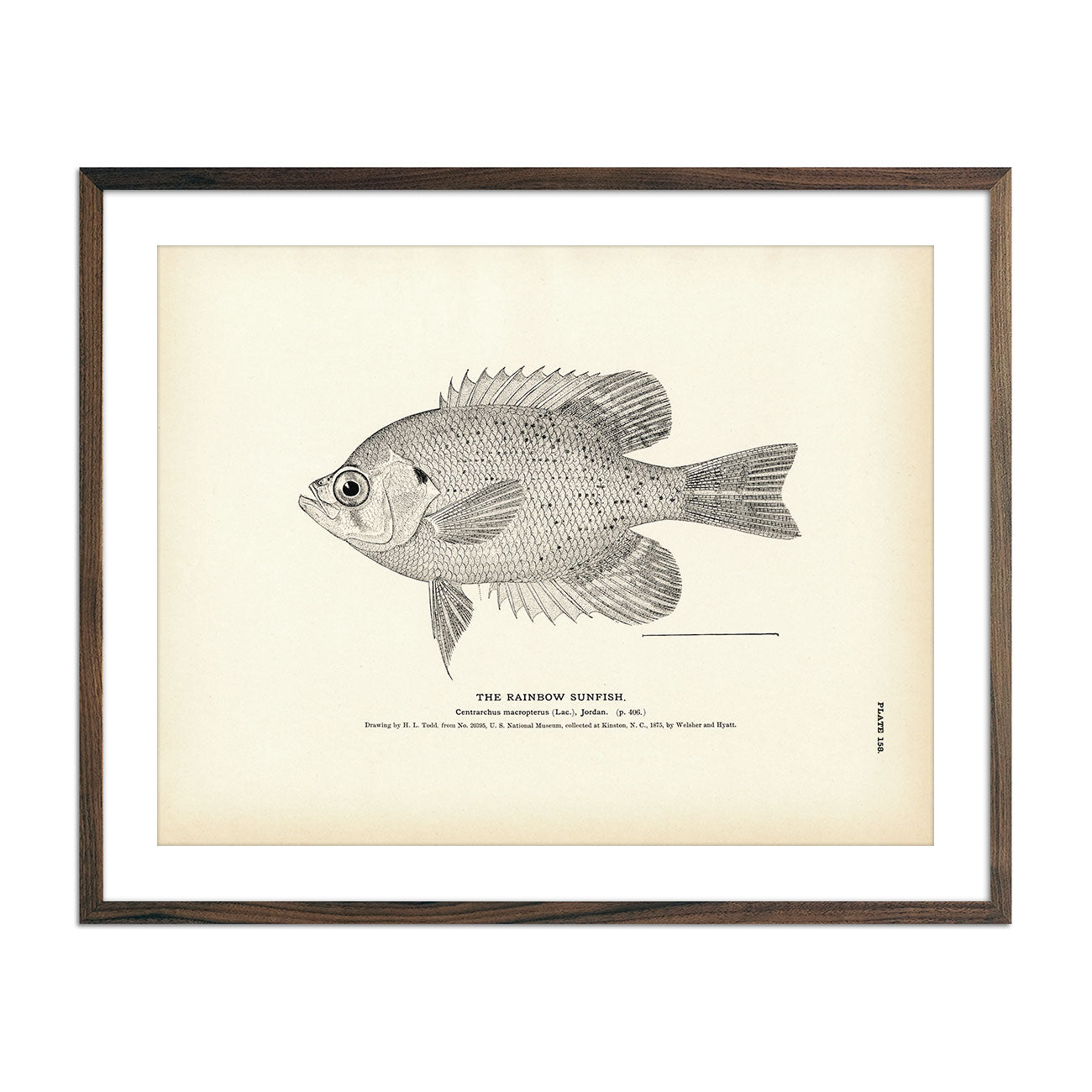 Rainbow Sunfish Art Print - Muir Way - Fisheries