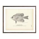 Rainbow Sunfish Art Print - Muir Way - Fisheries