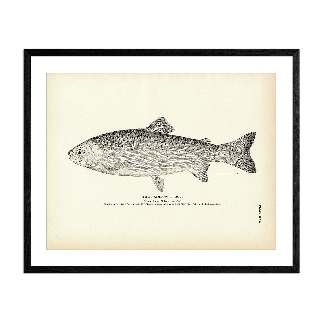 Rainbow Trout Art Print - Muir Way - Fisheries