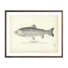 Rainbow Trout Art Print - Muir Way - Fisheries