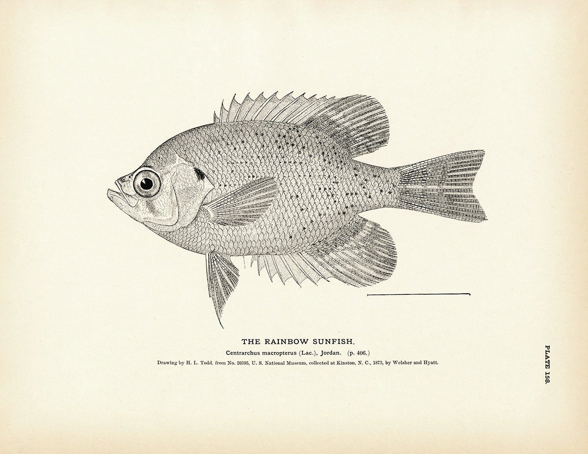 Rainbow Sunfish Art Print - Muir Way - Fisheries
