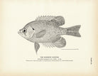 Rainbow Sunfish Art Print - Muir Way - Fisheries