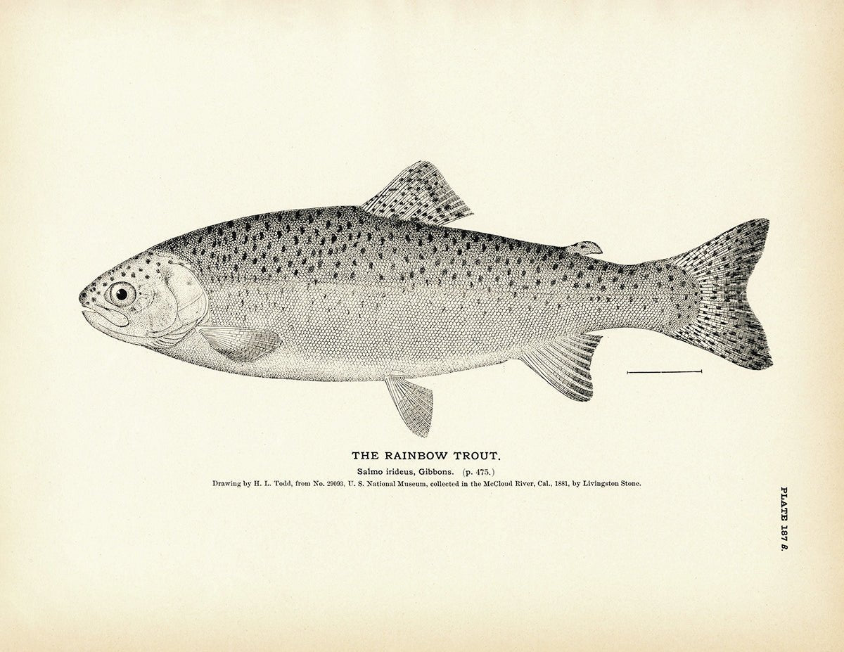 Rainbow Trout Art Print - Muir Way - Fisheries