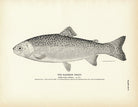 Rainbow Trout Art Print - Muir Way - Fisheries