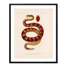 Rattlesnake Art Print - Muir Way - Animals