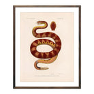 Rattlesnake Art Print - Muir Way - Animals