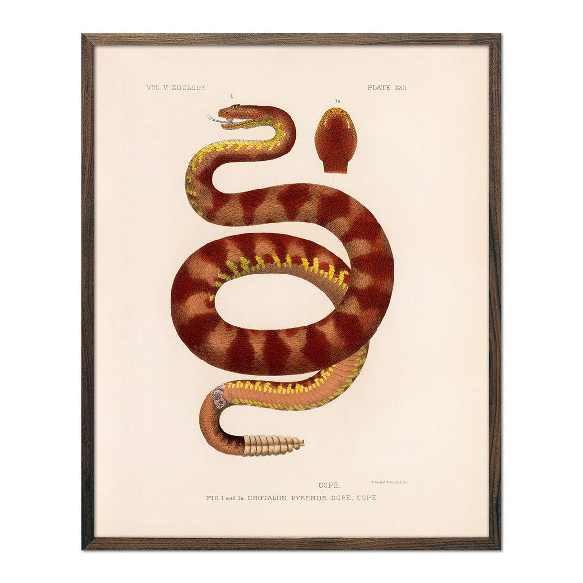 Rattlesnake Art Print - Muir Way - Animals