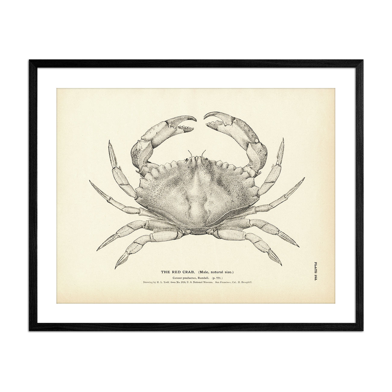 Red Crab Art Print - Muir Way - Fisheries