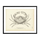 Red Crab Art Print - Muir Way - Fisheries