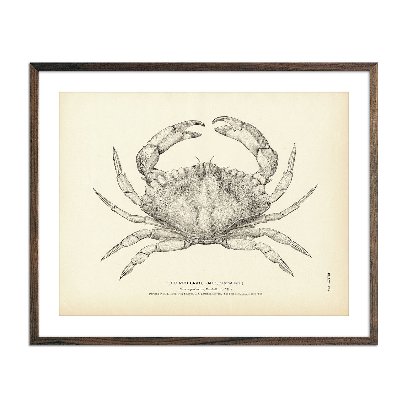 Vintage Red Crab fish print