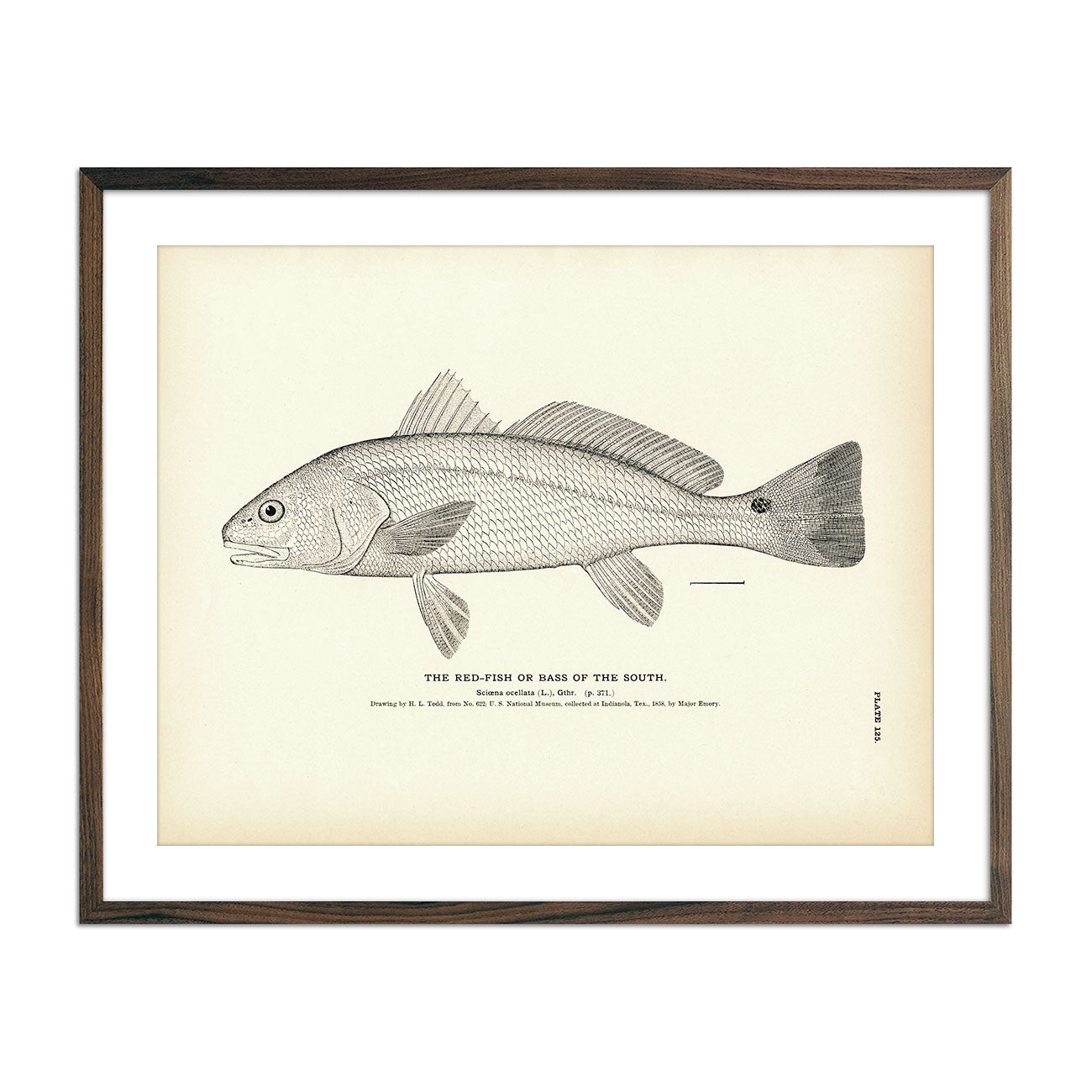 Red - Fish (Bass of the South) Art Print - Muir Way - Fisheries