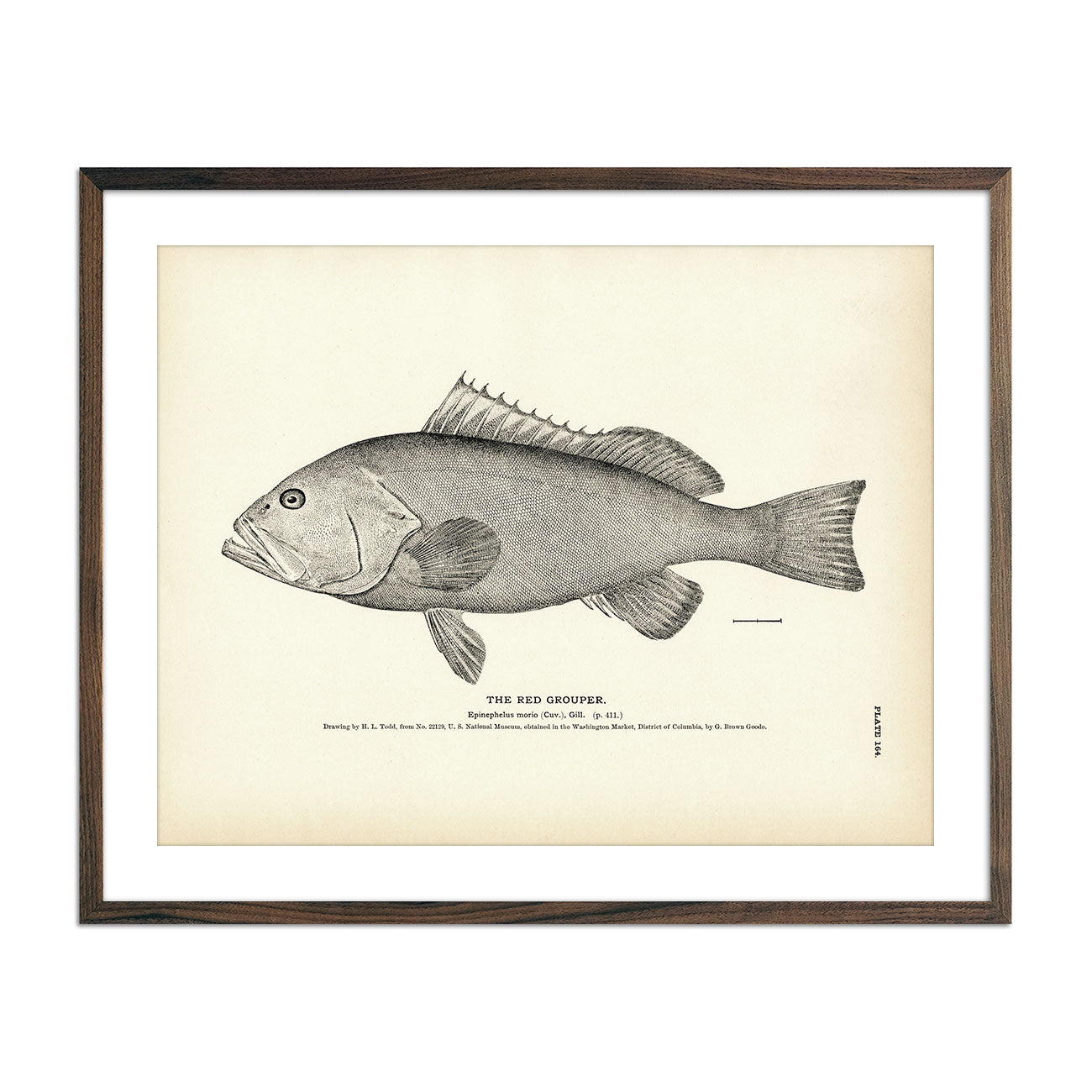 Red Grouper Art Print - Muir Way - Fisheries