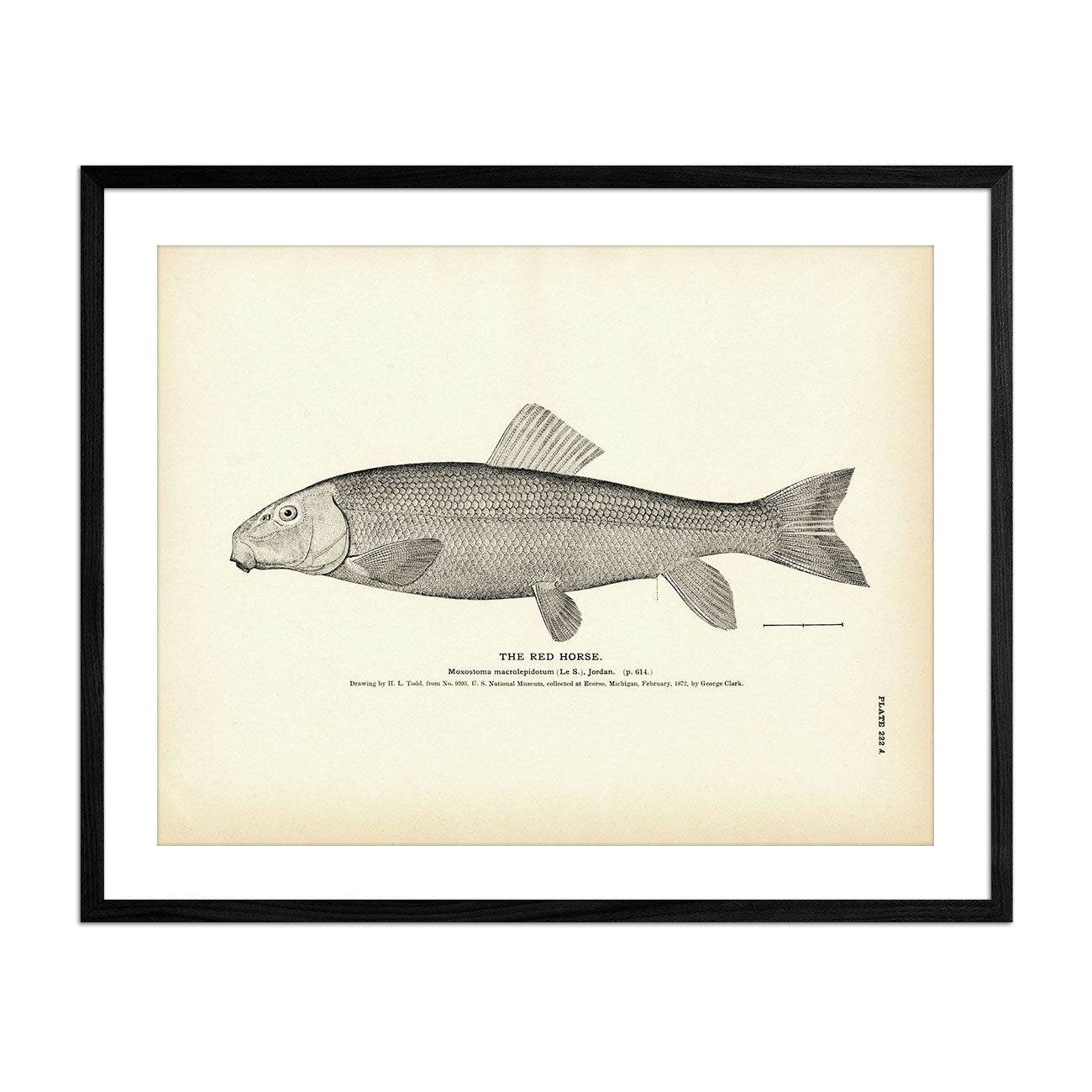 Red Horse Art Print - Muir Way - Fisheries