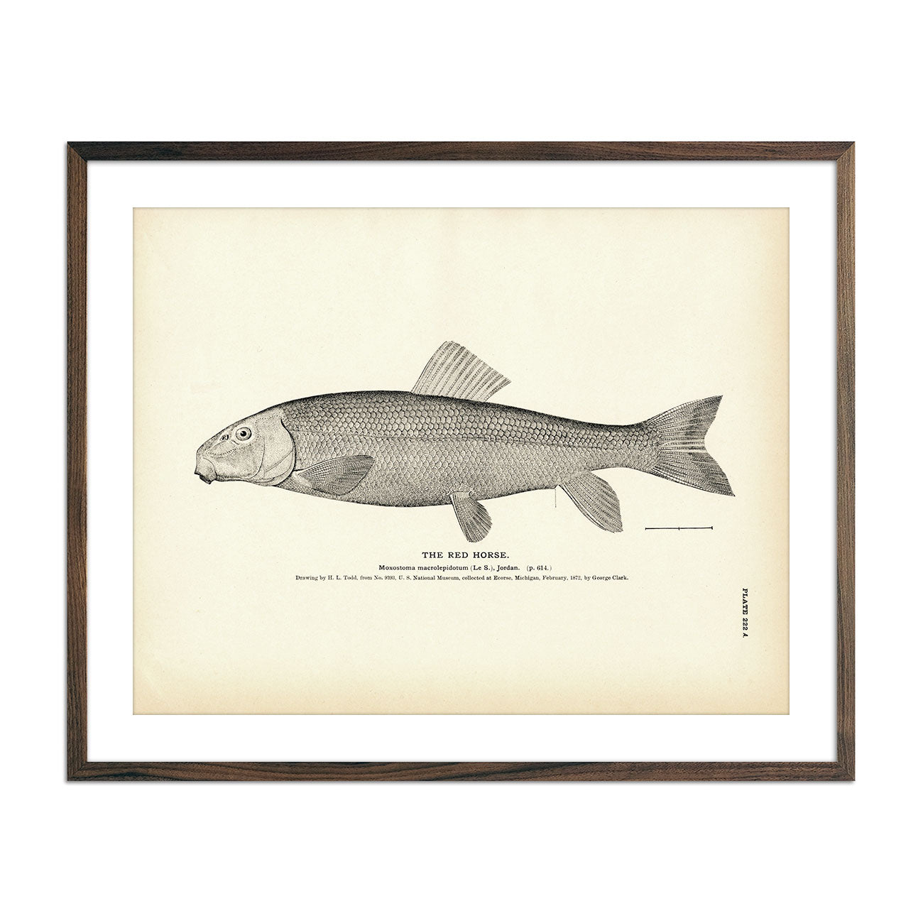 Red Horse Art Print - Muir Way - Fisheries