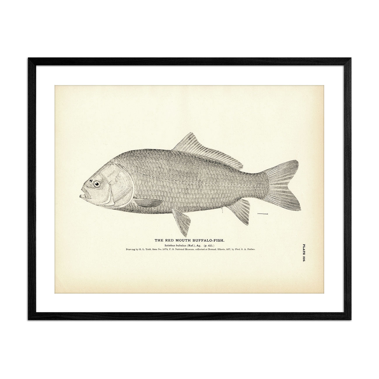Red Mouth Buffalo - Fish Art Print - Muir Way - Fisheries