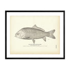 Red Mouth Buffalo - Fish Art Print - Muir Way - Fisheries
