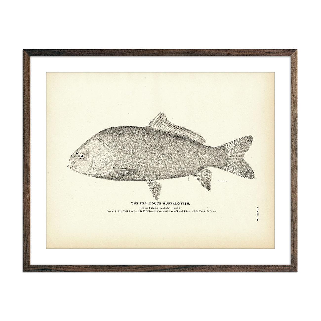 Vintage Red Mouth Buffalo-fish print