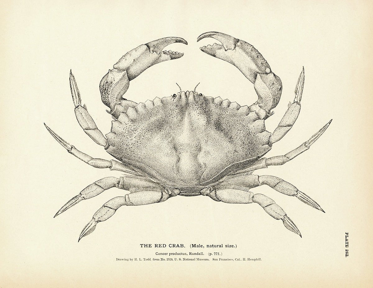 Red Crab Art Print - Muir Way - Fisheries