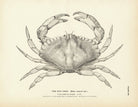 Red Crab Art Print - Muir Way - Fisheries