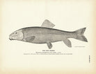 Red Horse Art Print - Muir Way - Fisheries