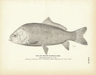 Red Mouth Buffalo - Fish Art Print - Muir Way - Fisheries