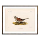 Red - Backed Junco - Female Art Print - Muir Way - Animals