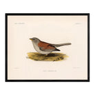 Red - Backed Junco - Female Art Print - Muir Way - Animals
