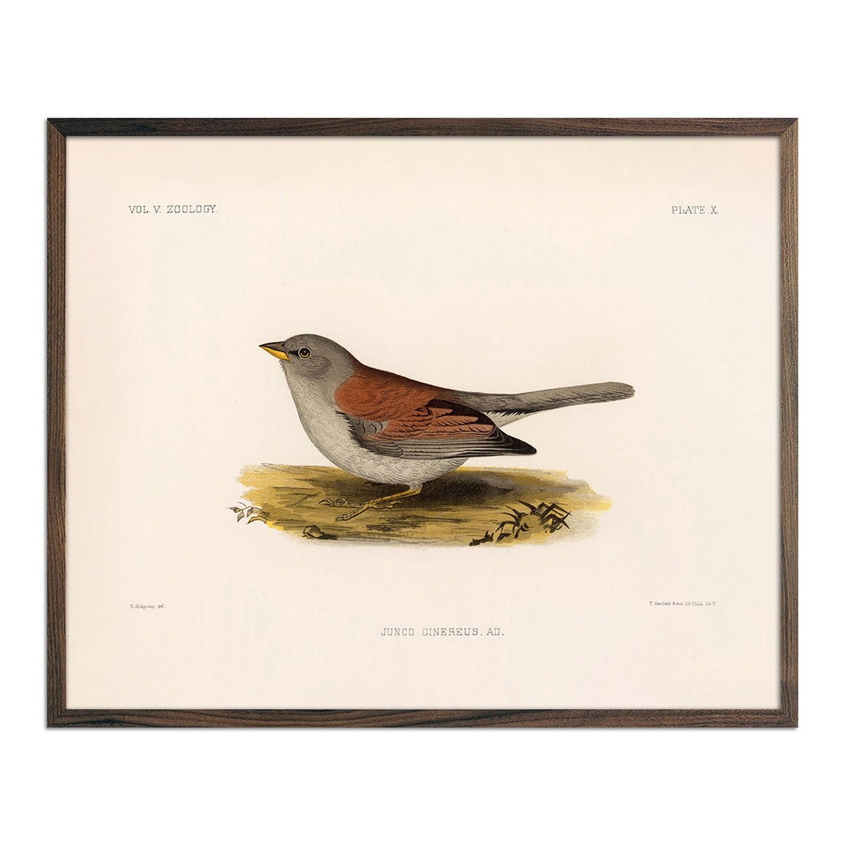 Red - Backed Junco - Female Art Print - Muir Way - Animals