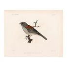 Red - Backed Junco - Male Art Print - Muir Way - Animals