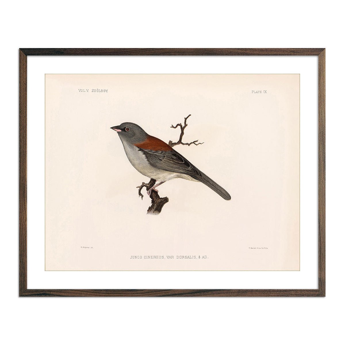 Red - Backed Junco - Male Art Print - Muir Way - Animals