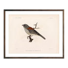 Red - Backed Junco - Male Art Print - Muir Way - Animals