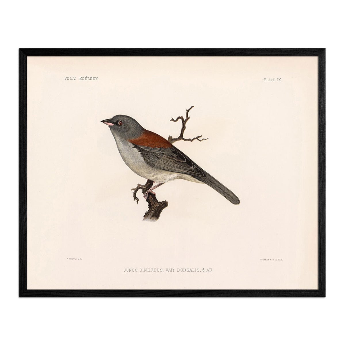 Red - Backed Junco - Male Art Print - Muir Way - Animals