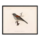Red - Backed Junco - Male Art Print - Muir Way - Animals