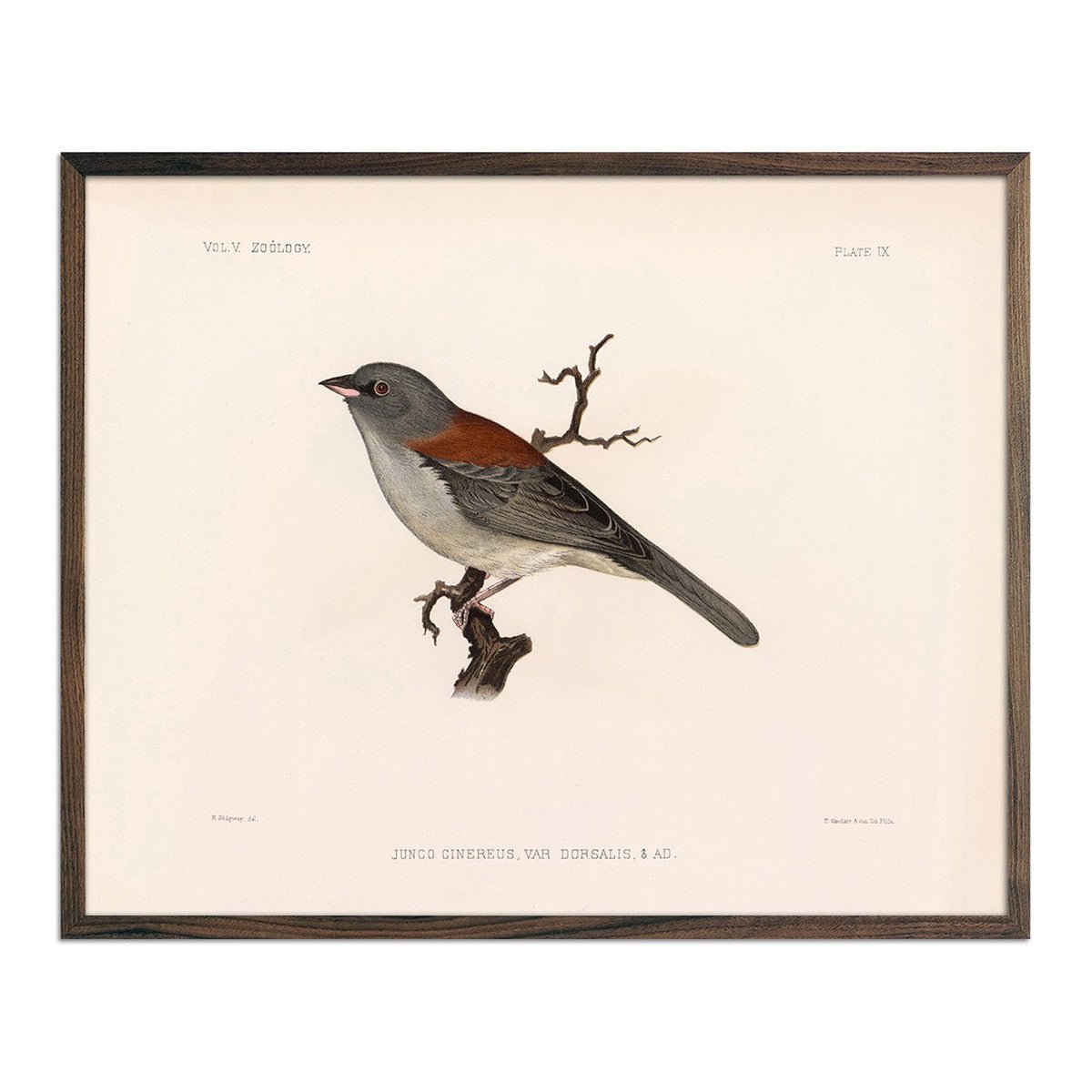 Red - Backed Junco - Male Art Print - Muir Way - Animals