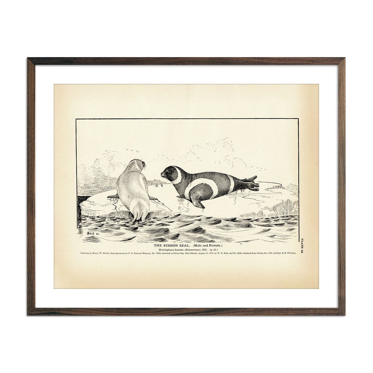 Ribbon Seal Art Print - Muir Way - Fisheries