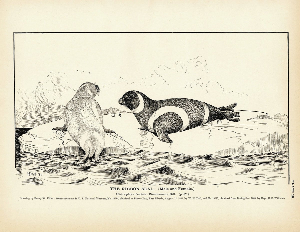 Ribbon Seal Art Print - Muir Way - Fisheries